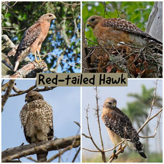 Red-tailed Hawk